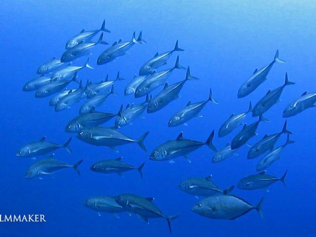 The “Bigeye Trevally" (Caranx sexfasciatus), also known as the “Bigeye Jack", “Dusky Jack", is a species of widespread large marine fish classified in the jack family “Carangidae". The bigeye trevally is distributed throughout the tropical waters of the Indian and Pacific Oceans, Red Sea, ranging from South Africa in the west to California and Ecuador in the east, including Australia to the south and Japan in the north. The bigeye trevally is best distinguished by its colouration, having a dark second dorsal fin with a white tip on the lobe, and also possessing a small dark spot on the operculum. Other more detailed anatomical features also set the species apart from other members of Caranx. The species is known to grow to a length of 120 cm and 18 kg. It is predominantly an inshore fish, inhabiting reefs down to depths of around 100 m in both coastal zones and offshore islands. The bigeye trevally is commonly found in large slow moving schools during the day, becoming active at night when it feeds, taking a variety of fish, crustaceans, cephalopods and other invertebrates. (Wikipedia)