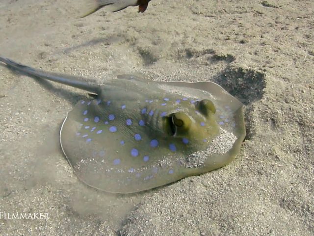 The “Bluespotted Ribbontail Ray" (Taeniura lymma) is a species of stingray in the family “Dasyatidae". Found from the intertidal zone to a depth of 30 m (100 ft), this species is common throughout the tropical Indian and western Pacific Oceans in nearshore, coral reef-associated habitats. It is a fairly small ray, not exceeding 35 cm (14 in) in width, with a mostly smooth, oval pectoral fin disc, large protruding eyes, and a relatively short and thick tail with a deep fin fold underneath. It can be easily identified by its striking color pattern of many electric blue spots on a yellowish background, with a pair of blue stripes on the tail. At night, small groups of bluespotted ribbontail rays follow the rising tide onto sandy flats to root for small benthic invertebrates and bony fishes in the sediment. When the tide recedes, the rays separate and withdraw to shelters on the reef. Reproduction is aplacental viviparous, with females giving birth to litters of up to seven young. It excavates sand pits in search of molluscs, polychaete worms, shrimps, crabs, and small benthic bony fishes; when prey is located, it is trapped by the body of the ray and maneuvered into the mouth with the disc. Known predators of the bluespotted ribbontail ray include hammerhead sharks (Sphyrna) and bottlenose dolphins (Tursiops); it is also potentially preyed upon by other large fish and marine mammals. This ray is capable of injuring humans with its venomous tail spines, though it prefers to flee if threatened. (Wikipedia)