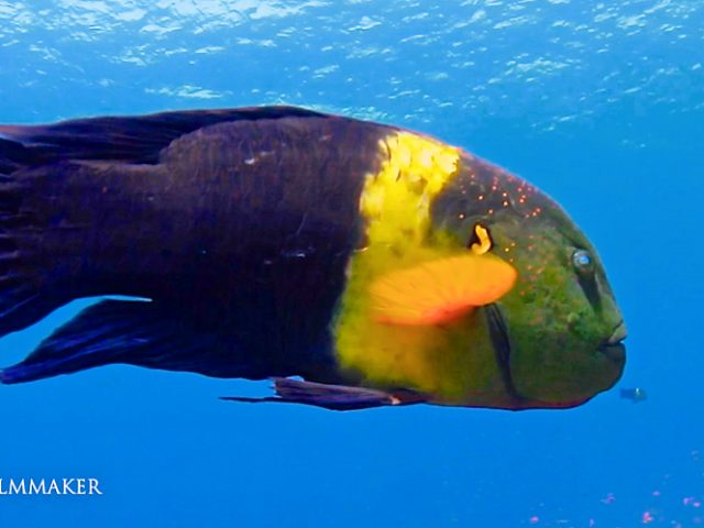 The “Broomtail Wrasse" (Cheilinus lunulatus) is a species of wrasse native to the Red Sea and Indian Ocean. It can reach an average length of about 35 cm (14 in), with a maximum of 50 cm (20 in) in males. In adults, the head is large and bright green, with small spots. The lips are large and blue. The pectoral fins are yellow, while the abdominal, the anal, and caudal fins are dark blue. The body is yellow-green in the middle and dark purple in the other part. Close to the operculum is a characteristic bright-yellow marking on a black background. It has a long fringed caudal fin, resembling an old broom (hence the common name). Broomtail wrasses can be found on coral reefs and on adjacent sand and seagrass habitats, at depths of from 2 to 30 m (6.6 to 98.4 ft). (Wikipedia)