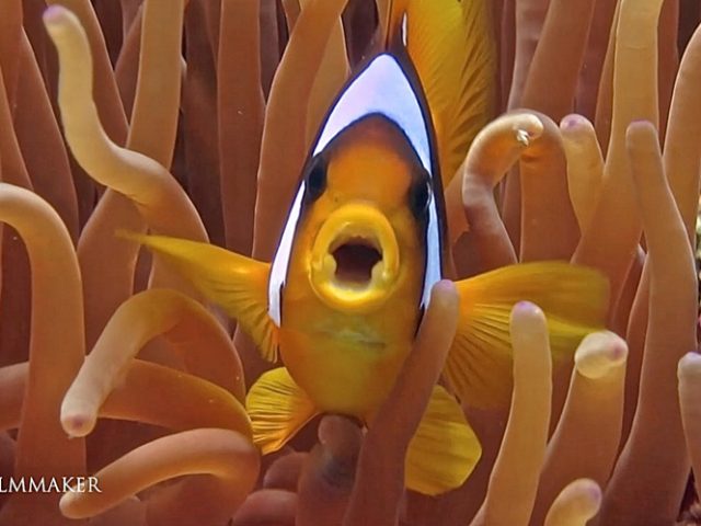 “Clownfish" or “Anemonefish" are fish from the subfamily “Amphiprioninae" in the family “Pomacentridae". In the wild, they all form symbiotic mutualisms with sea anemones. Depending on species, anemonefish are overall yellow, orange, or a reddish or blackish color, and many show white bars or patches. The largest can reach a length of 15–16 cm (5.9–6.3 in), while the smallest barely achieve 7–8 cm (2.8–3.1 in). They are native to colder waters of the Indian and Pacific Oceans, including the Great Barrier Reef and the Red Sea. While most species have restricted distributions, others are widespread. Anemonefish live at the bottom of shallow seas in sheltered reefs or in shallow lagoons. "Sea anemones" are a group of marine predatory animals of the order “Actiniaria". A typical sea anemone is a single polyp attached to a hard surface by its base, but some species live in soft sediment and a few float near the surface of the water. The polyp has a columnar trunk topped by an oral disc with a ring of tentacles and a central mouth. The tentacles can be retracted inside the body cavity or expanded to catch passing prey. They are armed with cnidocytes (stinging cells). In many species, additional nourishment comes from a symbiotic relationship with single-celled dinoflagellates, zooxanthellae or with green algae, zoochlorellae, that live within the cells. Several species of fish and invertebrates live in symbiotic or commensal relationships with sea anemones, most famously the "Clownfish". The symbiont receives the protection from predators provided by the anemone's stinging cells, and the anemone utilises the nutrients present in its faeces. Sea anemones are found in both deep oceans and shallow coastal waters worldwide; the majority of species cling on to rocks, shells or submerged timber, often hiding in cracks or under seaweed, but some burrow into sand and mud, and a few are pelagic. (Wikipedia)