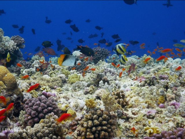 A coral reef is an underwater ecosystem characterized by reef-building corals. Reefs are formed of colonies of coral polyps held together by calcium carbonate. Most coral reefs are built from stony corals, whose polyps cluster in groups. Coral belongs to the class Anthozoa in the animal phylum Cnidaria, which includes sea anemones and jellyfish. Unlike sea anemones, corals secrete hard carbonate exoskeletons that support and protect the coral. Most reefs grow best in warm, shallow, clear, sunny and agitated water. Sometimes called rainforests of the sea, shallow coral reefs form some of Earth's most diverse ecosystems. They occupy less than 0.1% of the world's ocean area, about half the area of France, yet they provide a home for at least 25% of all marine species, including fish, mollusks, worms, crustaceans, echinoderms, sponges, tunicates and other cnidarians. Coral reefs flourish in ocean waters that provide few nutrients. They are most commonly found at shallow depths in tropical waters, but deep water and cold water coral reefs exist on smaller scales in other areas. (Wikipedia)