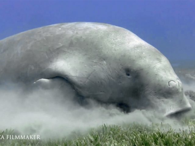 The dugong (Dugong dugon) is a medium-sized marine mammal. It is one of four living species of the order Sirenia, which also includes three species of manatees. It is the only living representative of the once-diverse family Dugongidae. The dugong is largely dependent on seagrass communities for subsistence and is thus restricted to the coastal habitats which support seagrass meadows, with the largest dugong concentrations typically occurring in wide, shallow, protected areas such as bays, mangrove channels, the waters of large inshore islands and inter-reefal waters. It is easily distinguished from the manatees by its fluked, dolphin-like tail, but also possesses a unique skull and teeth. The dugong has been hunted for thousands of years for its meat and oil. Traditional hunting still has great cultural significance in several countries in its modern range, particularly northern Australia and the Pacific Islands ; with its long lifespan of 70 years or more, and slow rate of reproduction, it is especially vulnerable to extinction. (Wikipedia)
