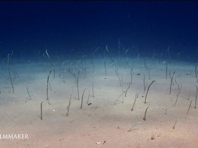 The “Garden Eels" are the subfamily “Heterocongrinae" in the conger eel family Congridae. The majority of garden eels live in the Indo-Pacific, Red Sea, but species are also found in warmer parts of the Atlantic Ocean (including the Caribbean) and East Pacific. These small eels live in burrows on the sea floor and get their name from their practice of poking their heads from their burrows while most of their bodies remain hidden. Since they tend to live in groups, the many eel heads "growing" from the sea floor resemble the plants in a garden. They vary greatly in colour depending on the exact species involved. The largest species reaches about 120 cm (47 in) in length, but most species do not surpass 60 cm (24 in).