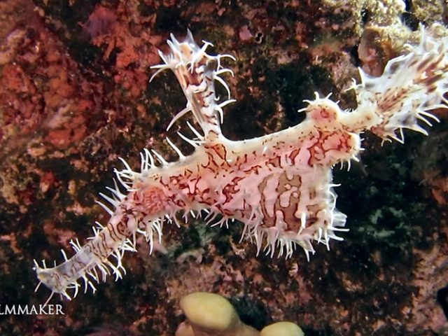 “Solenostomus", also known as “Ghost Pipefish”, “False Pipefish" or "Tubemouth Fish", is a genus of fish in the order “Syngnathiformes". Solenostomus is the only genus in the family “Solenostomidae", and includes six currently recognized species. Ghostpipefish are related to “Pipefishesand Seahorses”. They are found in tropical waters of the Indo-Pacific, Red Sea. The animals, none of which are longer than 15 centimetres (5.9 in), float near motionlessly, with the mouth facing downwards, around a background that makes them nearly impossible to see. They feed on tiny crustaceans, sucked inside through their long snout. They live in open waters except during breeding, when they find a coral reef or muddy bottom, changing color and shape to minimize visibility. In many respects, they are similar to the pipefishes, but can be distinguished by the presence of pelvic fins, a prominent, spiny, dorsal fin, and star-shaped plates on the skin. Unlike true pipefish, female ghostpipefish use their enlarged pelvic fins to brood their eggs until they hatch. (Wikipedia)