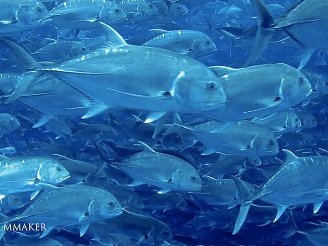 The “Giant Trevally" (Caranx ignobilis), also known as the “Lowly Trevally”, “Barrier Trevally”, “Giant Kingfish" or “Ulua", is a species of large marine fish classified in the jack family, Carangidae. The giant trevally is distributed throughout the tropical waters of the Indo-Pacific region, with a range stretching from South Africa in the west to Hawaii in the east, including Japan in the north and Australia in the south. Two were documented in the eastern tropical Pacific in the 2010s (one captured off Panama and another sighted at the Galápagos), but it remains to be seen if the species will become established there. The giant trevally is distinguished by its steep head profile, strong tail scutes, and a variety of other more detailed anatomical features. It is normally a silvery colour with occasional dark spots, but males may be black once they mature. It is the largest fish in the genus Caranx, growing to a maximum known size of 170 cm (67 in) and a weight of 80 kg (176 lbs). The giant trevally inhabits a wide range of marine environments, from estuaries, shallow bays and lagoons as a juvenile to deeper reefs, offshore atolls and large embayments as an adult. It is an apex predator in most of its habitats, and is known to hunt individually and in schools. The species predominantly takes various fish as prey, although crustaceans, cephalopods and molluscs make up a considerable part of their diets in some regions. (Wikipedia)