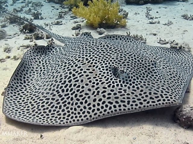The “Honeycomb Stingray” or “Reticulate Whipray" (Himantura uarnak) is a species of stingray in the family Dasyatidae. It inhabits coastal and brackish waters across the Indo-Pacific region from South Africa to Taiwan to Australia, favoring sandy habitats. A large species reaching 2 m (6.6 ft) in width, the reticulate whipray has a diamond-shaped pectoral fin disc and an extremely long tail without fin folds. Both its common and scientific names refer to its ornate dorsal color pattern of many small, close-set dark spots or reticulations on a lighter background. The pectoral fin disc of the reticulate whipray is diamond-shaped and wider than long, with the leading margins almost straight and the snout and outer corners angular. The eyes are small and immediately followed by the spiracles (paired respiratory openings). A short and wide curtain of skin with a minutely fringed rear margin is present between the long, thin nostrils. The mouth is relatively small, with a deep concavity at the center of the lower jaw and shallow furrows at the corners extending onto the lower jaw. Often encountered resting on the bottom during daytime, the reticulate whipray is a predator of bottom-dwelling invertebrates and bony fish. (Wikipedia)