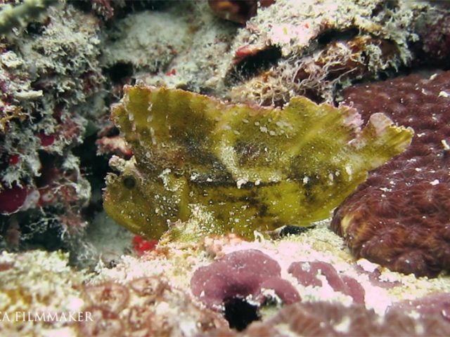 The leaf scorpionfish (Taenianotus triacanthus) or paperfish is a species of marine fish, the sole member of its genus. It is about 10 cm (4 in) long fully grown. Their color varies from green, red, pink, brown, ocher and yellowish to a ghostly white. The fish is almost as flat as a leaf and resembles a leaf in many other ways. The head and mouth are large. Through their eyes is a dark line. The large dorsal fin starts just behind the eyes and has 12 spines and eight to 11 soft rays, its anal fin has three spines and five or six soft rays. The venom of the leaf scorpionfish is considerably weaker than that of the lionfish and stonefish. The skin often has blotches that enhance a camouflage effect. The Leaf Scorpionfish resembles a dead leaf lying in the water, to enhance this camouflage, it even makes gentle sideways movements in its pelvic area which make it resemble a drifting inert object. It is an ambush predator, waiting until suitable prey, a small fish or shrimp, approaches ; when the leaf scorpionfish is close enough, the prey is sucked in by a sudden opening of its mouth. It eats small crustaceans, fish and larvae. This fish is widespread from east African coast and the Red Sea to the tropical Indo-Pacific, north to the Galapagos Islands, the Ryukyu Islands, Hawaii and the coast of New South Wales. It can be found in tropical waters on coral reefs, from shallow water to a depth of 130 m. (Wikipedia)