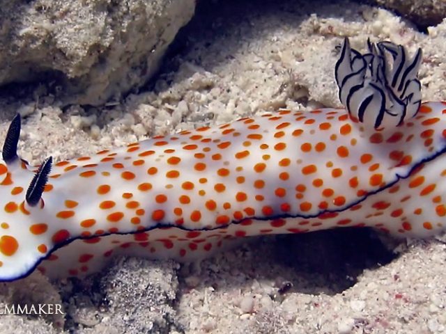 Risbecia Ghardaqana is a species of sea slug, a dorid nudibranch, a marine gastropod mollusk in the family Chromodorididae. (Wikipedia)