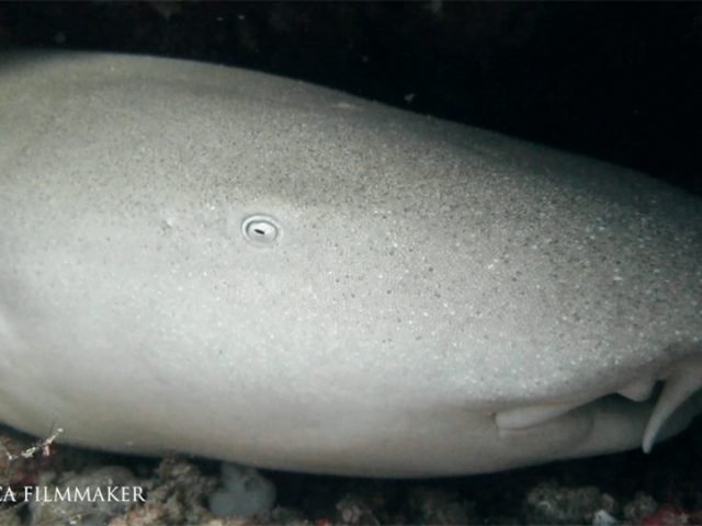 The nurse shark (Ginglymostoma cirratum) is an elasmobranch fish within the family Ginglymostomatidae. It has two rounded dorsal fins, rounded pectoral fins, an elongated caudal fin, a broad head and brownish in color. ; maximum adult length is currently documented as 3.08 m (10.1 ft). Nurse sharks are a typically inshore bottom-dwelling species. Juveniles are mostly found on the bottom of shallow coral reefs, seagrass flats and around mangrove islands, whereas older individuals typically reside in and around deeper reefs and rocky areas, where they tend to seek shelter in crevices and under ledges during the day and leave their shelter at night to feed on the seabed in shallower areas. Nurse sharks are opportunistic predators that feed primarily on small fish (e.g. stingrays) and some invertebrates (e.g. crustaceans, molluscs, tunicates). They are typically solitary nocturnal animals, rifling through bottom sediments in search of food at night, but often gregarious during the day forming large sedentary groups. (Wikipedia)