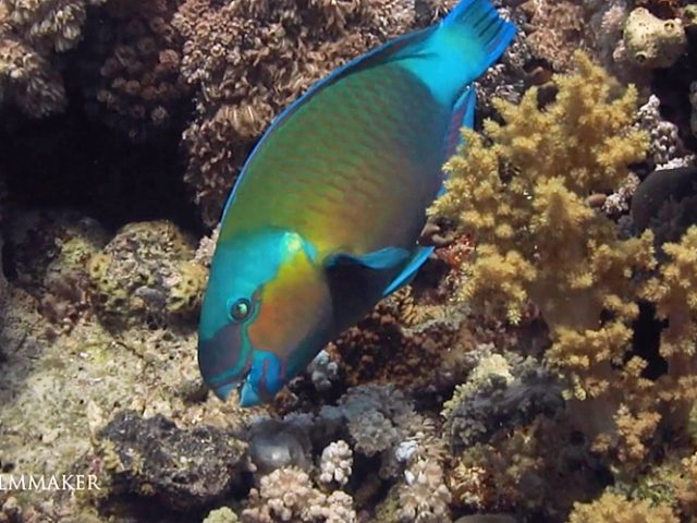 “Parrotfish" are a group of marine species found in relatively shallow tropical and subtropical oceans around the world. With about 95 species, this group displays its largest species richness in the Indo-Pacific. They are found in coral reefs, rocky coasts, and seagrass beds, and can play a significant role in bioerosion. Parrotfish are named for their dentition, which is distinct from other fish, including other labrids. Their numerous teeth are arranged in a tightly packed mosaic on the external surface of their jaw bones, forming a parrot-like beak with which they rasp algae from coral and other rocky substrates. Their feeding activity is important for the production and distribution of coral sands in the reef biome, and can prevent algal overgrowth of the reef structure. Maximum sizes vary within the family, with the majority of species reaching 30–50 cm (12–20 in) in length. (Wikipedia)