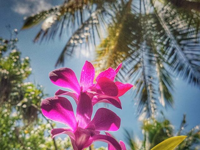 Palm & Orchid