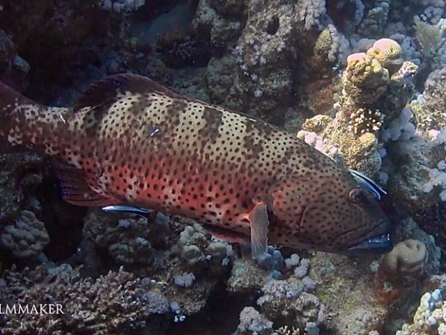 The “Roving Coral Grouper” or “Red Sea Coral Grouper" (Plectropomus pessuliferus) is a species of fish in the family “Serranidae". Other common names are “Violet Coral Trout" and “Leopard Grouper”. This widespread but quite rare species can be found in the Indo-Pacific, from the Red Sea to Fiji. It lives in coral reef, in shallow lagoon and seaward reefs, at a depth range of 25 – 147 m; this grouper reaches a maximum length of 120 cm (in the Red Sea) and at least 63 cm (in the rest of the Indo-Pacific). It has massive body and head with prominent eyes and characteristic large jaws and lips. Its pectoral and caudal fins are darker, sometimes brown, spotted with blue dots. These groupers have very variable colors, from white or beige to red, with large, irregular, vertical, grayish bands. This carnivorous species mainly feed on fish and crustaceans. They sometimes engage in cooperative hunting with the Ggiant Moray (Gymnothorax javanicus), the Humphead Wrasse (Cheilinus undulatus) or the big Blue Octopus (Octopus cyanea). (Wikipedia)