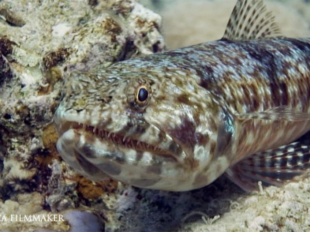 The sand lizardfish, clearfin lizardfish or variegated lizardfish[1] (Synodus dermatogenys) is a species of lizardfish that lives mainly in the Indo-Pacific. It is found in a marine environment within a reef-associated depth range of about 1–70 meters. The maximum recorded length of the Synodus dermatogenys as an unsexed male is about 24 centimeters (9.44 inches). It can be identified by the five or six red-brown vertical bars that intersect a red horizontal broken band on the flank, immediately below this band is a line of whitish dots although the colours can vary depending on the surroundings. This species is native to the areas of Indo-Pacific, Red Sea, Hawaiian, Line, Marquesan, Tuamoto islands, north to Ryukyu Islands, south to Lord Howe, Micronesia, Southeast Atlantic, Algoa Bay, and South Africa. It is common to find this species in sand-rubble areas of lagoon and seaward reefs to over 20 meters of benthic depth. It buries itself in the sand while exposing its eyes and nostrils. Sand lizardfish is a predator of small fish and crustaceans, its mouth is full of sharp needle-like teeth. (Wikipedia)