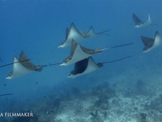 The "Eagle Rays" are a group of cartilaginous fish in the family "Myliobatidae", consisting mostly of large species living in the open ocean rather than on the sea bottom. Eagle rays feed on mollusks and crustaceans, crushing their shells with their flattened teeth. They are excellent swimmers and are able to breach the water up to several metres above the surface. Compared with other rays, they have long tails, and well-defined, rhomboidal bodies. They are ovoviviparous, giving birth to up to six young at a time. They range from 0.48 to 9.1 m (1.6 to 29.9 ft) in length. Eagle rays live close to the coast in depths of 1 to 30 m (3 to 98 ft) and in exceptional cases they are found as deep as 300 m (980 ft). It is most commonly seen cruising along sandy beaches in very shallow waters, its two wings sometimes breaking the surface and giving the impression of two sharks traveling together. (Wikipedia)