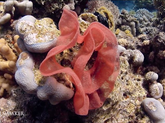 Here the eggs of a "Spanish Dancer", scientific name "Hexabranchus Sanguineus" (literally meaning "blood-colored six-gills"), is a dorid nudibranch, a very large and colorful sea slug, a marine gastropod mollusk in the family Hexabranchidae. (Wikipedia)