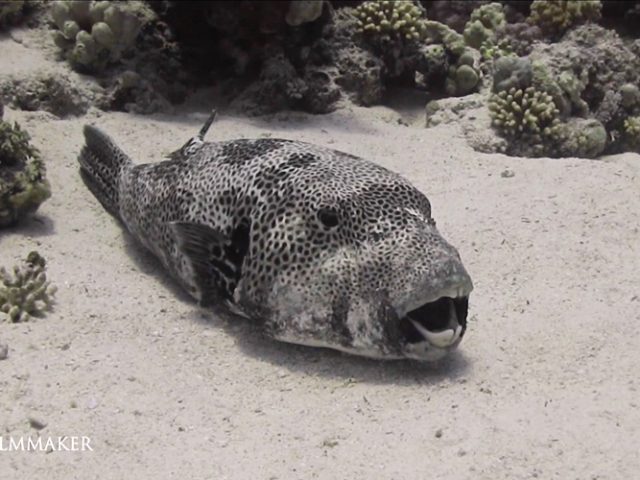 Arothron stellatus, also known as the stellate puffer, starry puffer, or starry toadfish, is a demersal marine fish belonging to the family Tetraodontidae. It is found in shallow water in the Indo-Pacific region. It is a medium-sized fish which grows up to 120 cm (47 in) in length; Its body is oval shaped, spherical and relatively elongated, the skin is not covered with scales but is prickly. The head is large with a short snout that has two pairs of nostrils and the mouth is terminal with four strong teeth. The background coloration goes from white to grey, and the body is harmoniously dotted with black spots. The ventral area is usually clearer. This species is found in tropical and subtropical waters from the Indian Ocean and Red Sea as far as Polynesia, southern Japan, the western, northern and eastern coasts of Australia. It is a relatively uncommon species and lives close to external reef slopes and sheltered lagoons with clear water. It contains a highly toxic poison, tetrodotoxin, in its ovaries and to a lesser extent its skin and liver, which protects it from voracious predators. To ward off potential enemies, they can inflate their bodies by swallowing air or water. (Wikipedia)