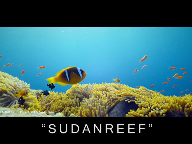 SUDANREEF