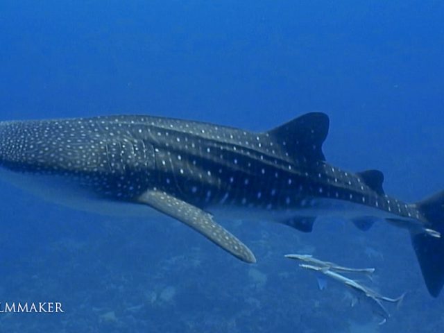 The “Whale Shark" (Rhincodon typus) is a slow-moving, filter-feeding carpet shark and the largest known extant fish species. The largest confirmed individual had a length of 12.65 m (41.5 ft) and a weight of about 21.5 t (47,000 lb). The whale shark is found in open waters of the tropical oceans and is rarely found in the water below 21 °C (70 °F). Modeling suggests a lifespan of about 70 years, but measurements have proven difficult. Whale sharks have very large mouths and are filter feeders, which is a feeding mode that occurs in only two other sharks, the megamouth shark and the basking shark. They feed almost exclusively on plankton and small fish and pose no threat to humans. The whale shark inhabits all tropical and warm-temperate seas. The fish is primarily pelagic, living in the open sea but not in the greater depths of the ocean, although it is known to occasionally dive to depths of as much as 1,800 metres (5,900 ft). (Wikipedia)