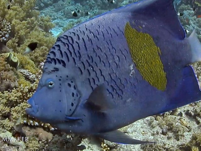 "Pomacanthus maculosus" is a marine angelfish with common names including “Halfmoon Angelfish", “Yellowband Angelfish". The species lives mainly in coral and rocky areas, in shallow to moderate depths (forty feet), though it is more often in silty reef areas than in rich coral growth. This angelfish grows to a size of 50 cm in length and it is distributed throughout the Persian Gulf, the northwestern Indian Ocean and the Red Sea. The Yellowbar has a diet typical of angelfishes: its main food is sponges, it also eats small anemones, algae, tubeworms and shrimps. (Wikipedia)