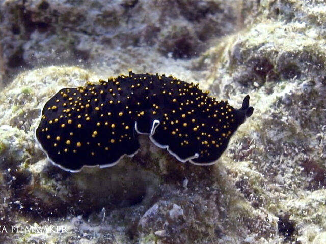 Thysanozoon nigropapillosum is a species of polyclad flatworms belonging to the family Pseudocerotidae. Some common names include gold-speckled flatworm, marine flatworm, yellow papillae flatworm, yellow-spotted flatworm and yellow-spotted polyclad flatworm. This species is widespread in the tropical Indo-Pacific. The dorsal surface is deep black and covered with numerous yellow-tipped papillae varying in size; the ventral surface is dark brown; the outer margin of the body is slightly wavy and bordered in opaque white. They have small ear-like pseudotentacles in the middle of the anterior end. The flatworms swim by propelling themselves through the water with a rhythmic undulating motion of the body. (Wikipedia)