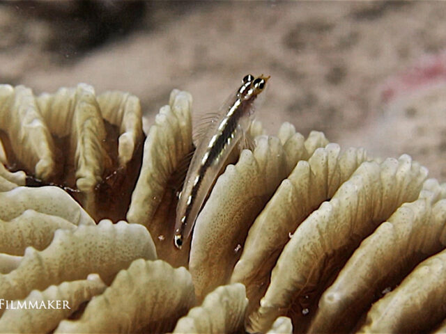"Sebree's Pygmy Goby" are found in the Indo-Pacific, Red Sea, Samoa, Micronesia. They live on the reef in shallow waters. To less than an inch in total length. (Wikipedia)