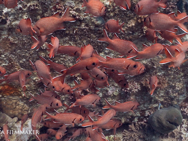The blotcheye soldierfish (Myripristis berndti) is a species of soldierfish belonging to the family Holocentridae. The body is oval and laterally compressed and the scales are quite large; the basic colour is silvery pink to pale yellowish, with red scale margins; the opercular membrane is black. The dorsal fin is large and spiny, ranging from yellow to orange-yellow; the other fins are red with white edges. Its eyes are large, as this fish is mainly nocturnal. The lower jaw protrudes beyond the upper jaw when mouth is closed. They usually aggregate in mixed-species and mainly feed on plankton. (Wikipedia)