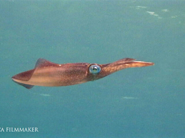 Squid are cephalopods in the superorder Decapodiformes with elongated bodies, large eyes, eight arms and two tentacles. Like all other cephalopods, squid have a distinct head, bilateral symmetry, and a mantle. The two long tentacles are used to grab prey and the eight arms to hold and control it. The beak then cuts the food into suitable size chunks for swallowing. Squid are rapid swimmers, moving by jet propulsion and largely locate their prey by sight. They can change colour for camouflage and signalling; some species are bioluminescent, using their light for counter-illumination camouflage, while many species can eject a cloud of ink to distract predators. (Wikipedia)