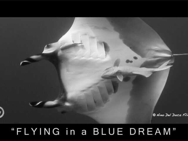 FLYING IN A BLU DREAM