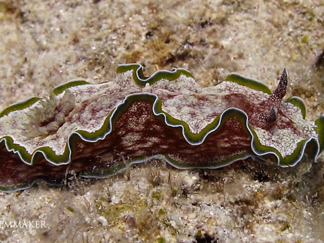 It is a species of sea slug, a dorid nudibranch, a shell-less marine gastropod mollusk in the family Chromodorididae. (Wikipedia)