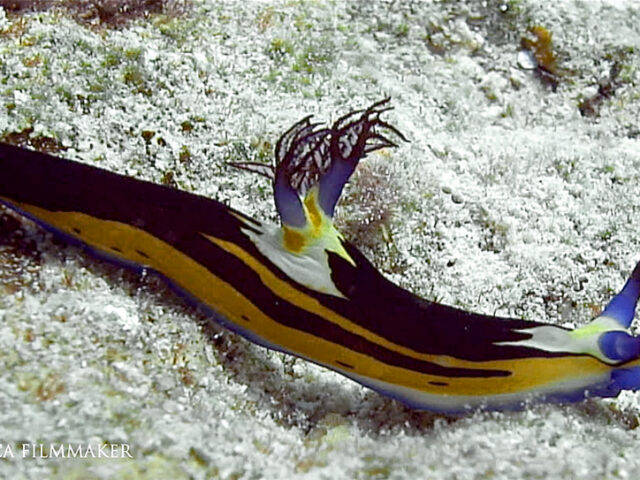 is a species of colourful sea slug, a dorid nudibranch, a marine gastropod mollusk in the family Polyceridae. This species is known from the Red Sea. Nembrotha megalocera is a large black and orange-yellow nembrothid that grows to at least 45 mm in length. It has a blue foot. The rhinophores are red and purple and the gill stalks are white and yellow, it eats colonial ascidians. (Wikipedia)