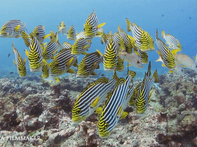 Plectorhinchus vittatus, is a species of grunt native to the Indian Ocean and the western Pacific Ocean. This species can be found on both coral and rock reefs at depths from 2 to 25 m (6.6 to 82.0 ft). The Indian Ocean oriental sweetlips reach up to 72 cm (28 in) in SL. Juveniles are striped black. As they age, the stripes in the tail are replaced by black dots on a yellow background. (Wikipedia)